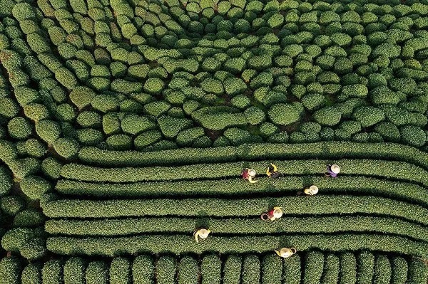 workers busy harvesting tea leaves before qingming festival