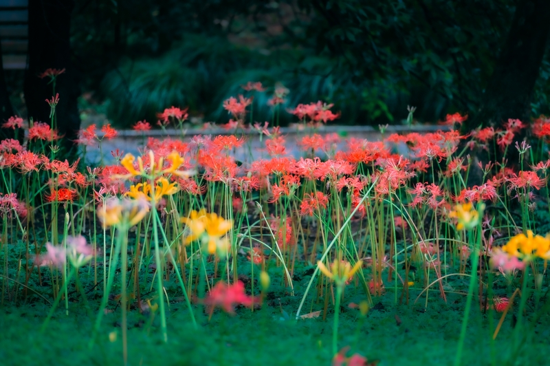 1758170025336089282.jpg 花2.jpg