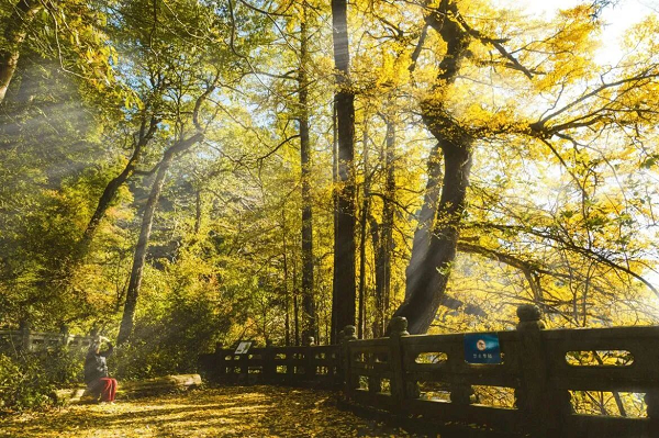 1758178825862061641.png 天目山2.png