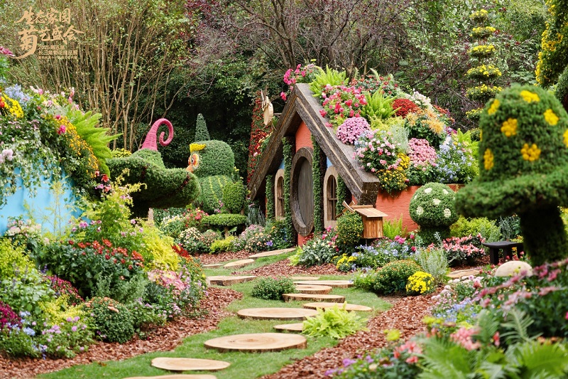 hangzhou botanical garden unveils splendor of autumn chrysanthemums