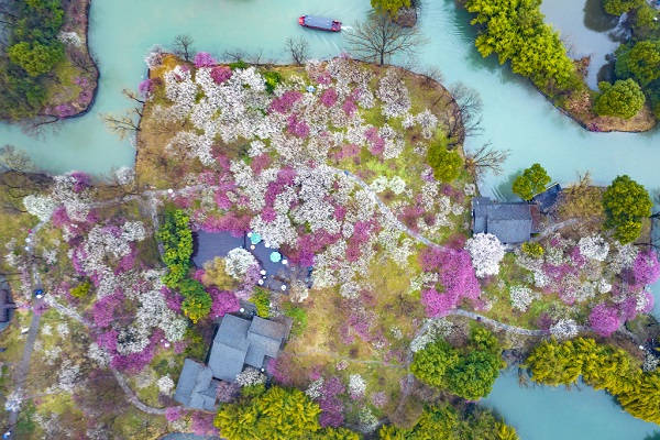 hangzhou: pflaumenblüte im xixi-feuchtgebiet