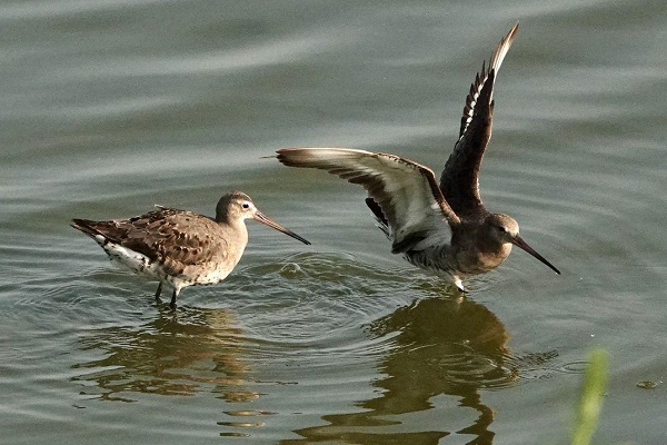 bird migration season begins at hangzhou's qiantang wetland